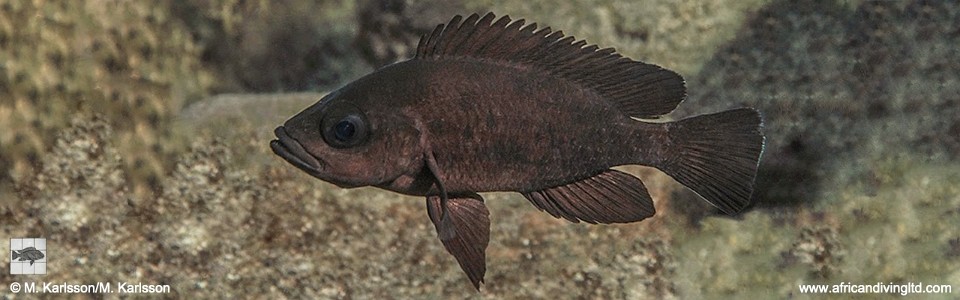 Neolamprologus toae 'Kansombo'; Paleolamprologus toae 'Kansombo'
